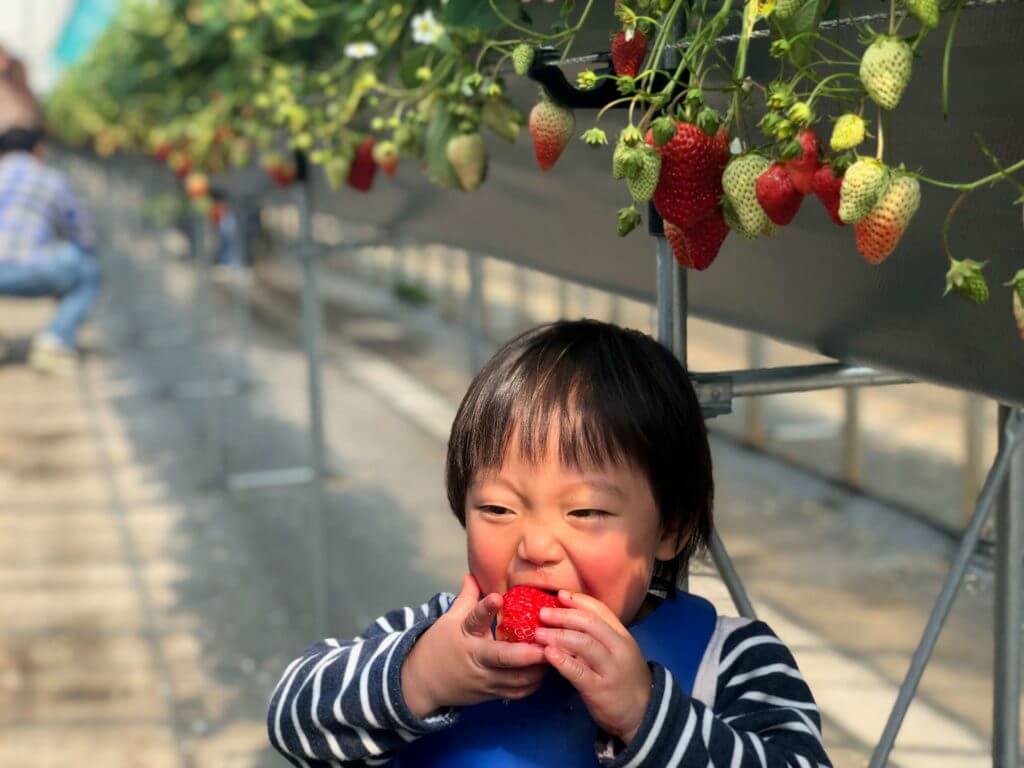 子どもには大きすぎるイチゴ